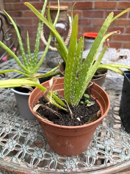 Photo of free Aloe vera plant (Westbury BA13) #1