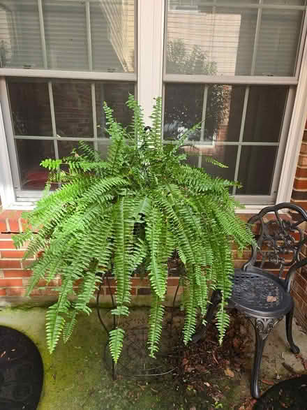 Photo of free Boston Fern (Near Sugarcreek Reserve) #1
