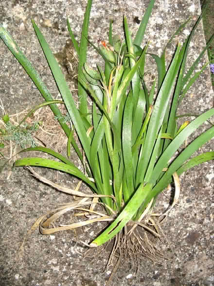Photo of free Iris The kind with red peas in the pod (Croham CR2) #2