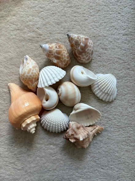 Photo of free Small bag of decorative shells (Kingston Gate KT2) #1