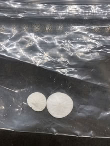 Photo of free Apothocary jar with sea shells (Pleasant Hill) #3