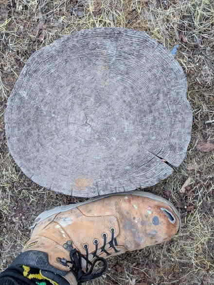 Photo of free 3 tree-like stepping stones (Walsworth SG4) #2