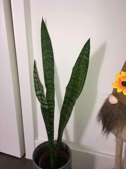 Photo of free House plants (Greenwich MV, SE10) #1