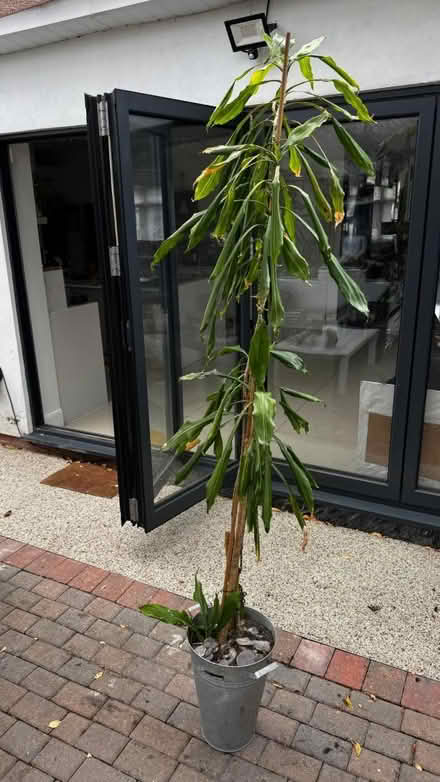Photo of free 2 large indoor plants (Harrow HA3) #4
