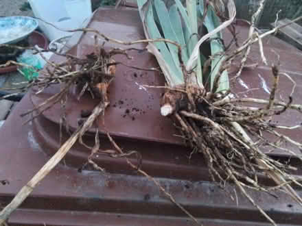 Photo of free Garden plants (Chatham ME4) #1