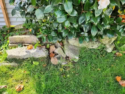 Photo of free Crazy Paving Or Clean Fill (Victoria, Rotorua) #3