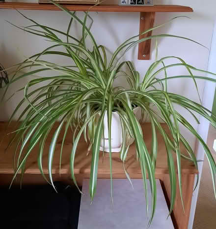 Photo of free House plants (Farlow DY14) #1