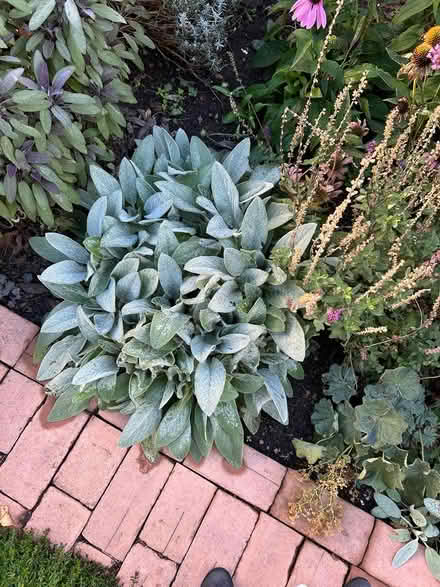 Photo of free herbaceous perennials (SW15) #2
