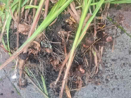Photo of free Croccrosmia Lucifer clumps/Bulb (M34 Dane Bank) #3