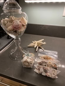 Photo of free Apothocary jar with sea shells (Pleasant Hill) #1