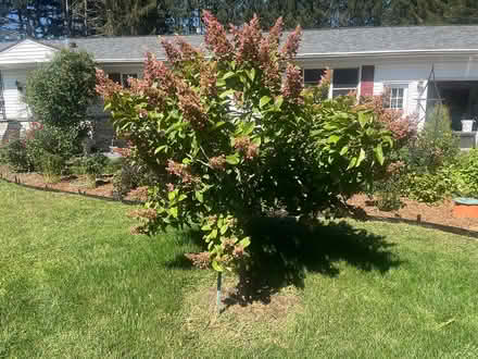 Photo of free Two Tree Hydrangea (Upper Red Hook, NY) #2