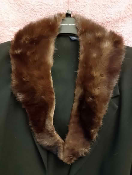 Photo of free 'Fur' collar (Cottonmill AL1) #1