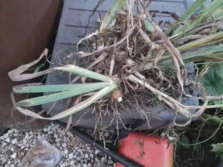 Photo of free Garden plants (Chatham ME4) #2