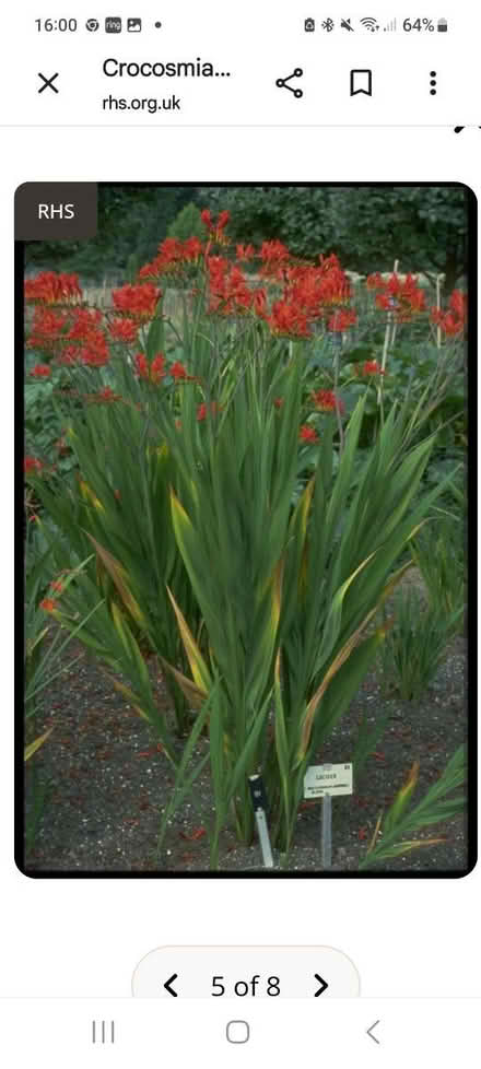 Photo of free Croccrosmia Lucifer clumps/Bulb (M34 Dane Bank) #1