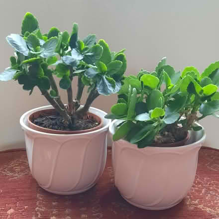 Photo of free House plants (Farlow DY14) #2