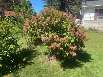 Photo of free Two Tree Hydrangea (Upper Red Hook, NY) #1