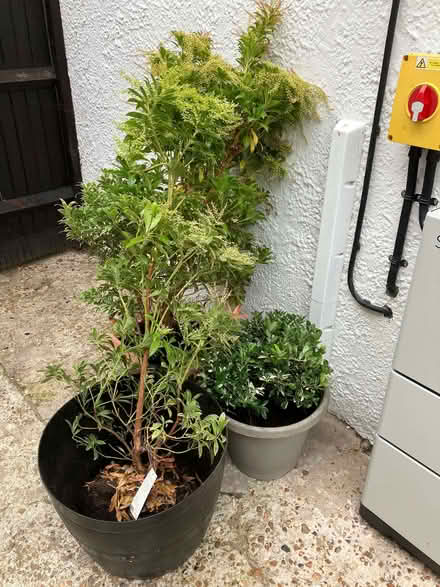 Photo of free Shrubs With Attractive Foliage (Hollington TN38) #2
