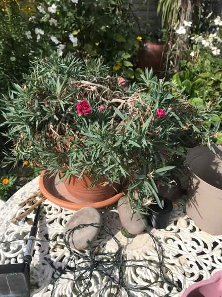 Photo of free Pinks Flower NOT THE POT (Welling DA16) #1
