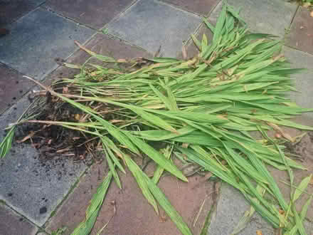 Photo of free Croccrosmia Lucifer clumps/Bulb (M34 Dane Bank) #2