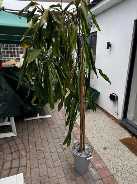 Photo of free 2 large indoor plants (Harrow HA3) #1