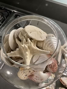 Photo of free Apothocary jar with sea shells (Pleasant Hill) #2