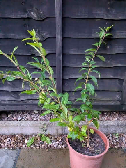 Photo of free Forsythia plant (Allestree DE22) #1