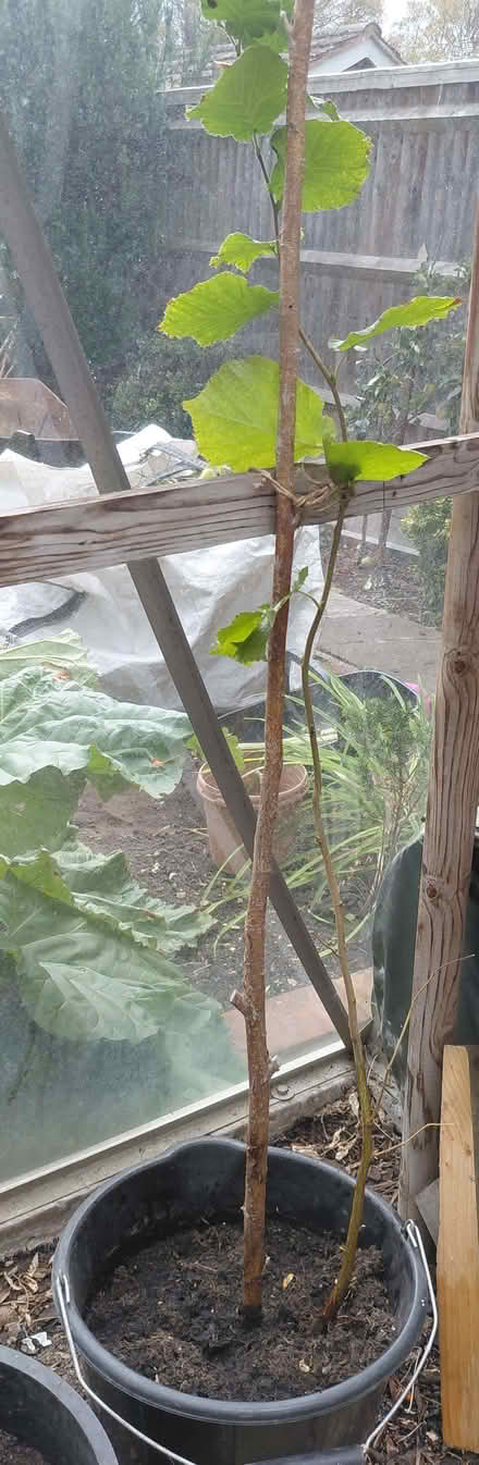 Photo of free Hazel tree (Twyford RG10) #1