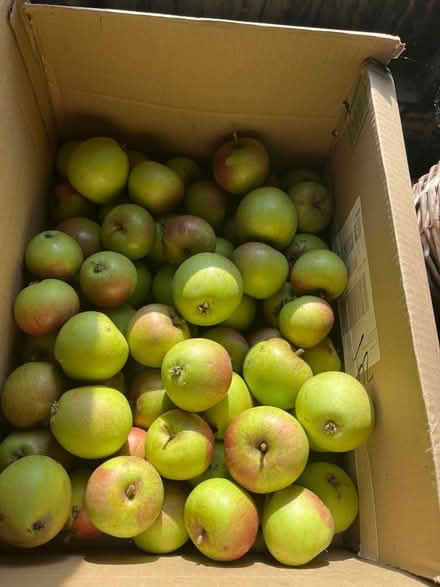 Photo of free Eating Apples (Moortown LS17) #1