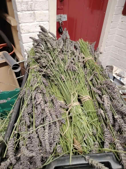 Photo of free Lavender cut bunches (Fazakerley L11) #1