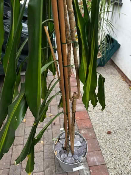 Photo of free 2 large indoor plants (Harrow HA3) #3