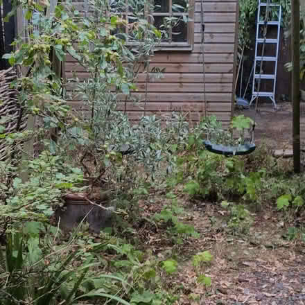 Photo of free Garden shed (Petersfield CB1) #3