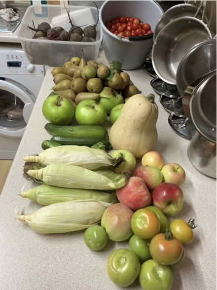 Photo of free Surplus fresh organic garden produce (Hyde Park LS6) #1