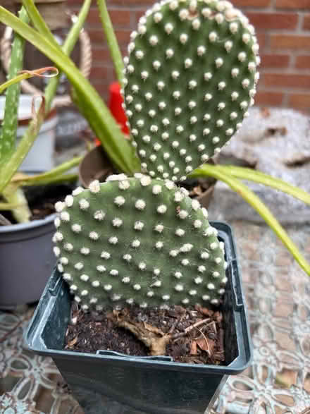 Photo of free Bunny ears cacti (Westbury BA13) #1