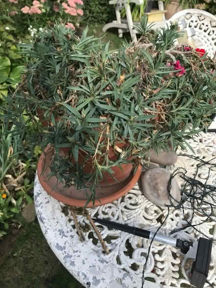 Photo of free Pinks Flower NOT THE POT (Welling DA16) #2
