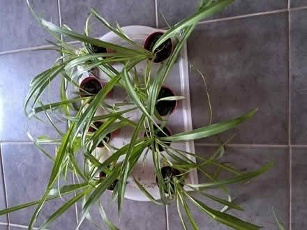 Photo of free Spider plants (HP3 Apsley) #1