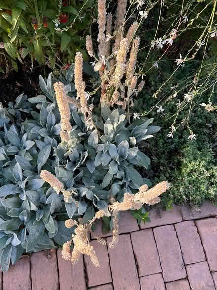 Photo of free herbaceous perennials (SW15) #3