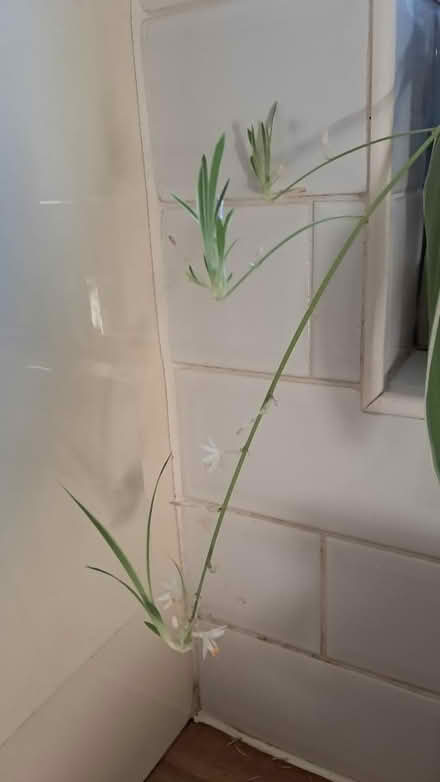 Photo of free Spider plant offshoots (Dublin) #1