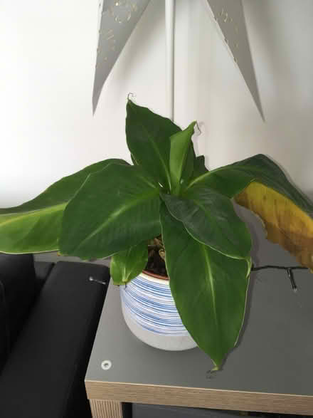 Photo of free House plants (Greenwich MV, SE10) #2