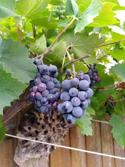 Photo of free Grapes for jam or juice (Butts hill area BA11) #1