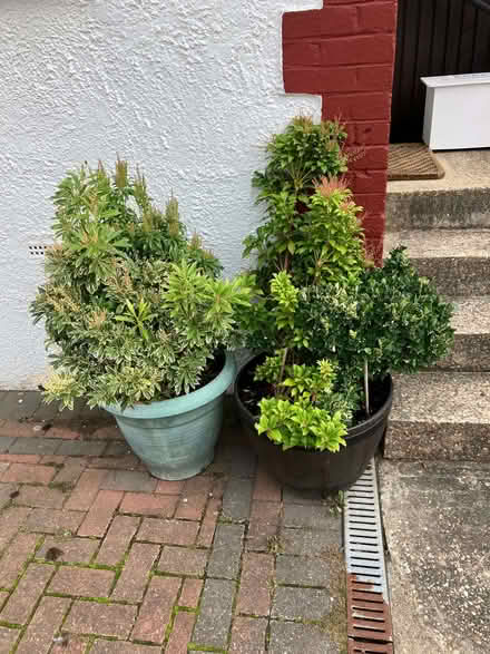 Photo of free Shrubs With Attractive Foliage (Hollington TN38) #1