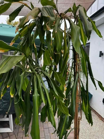 Photo of free 2 large indoor plants (Harrow HA3) #2