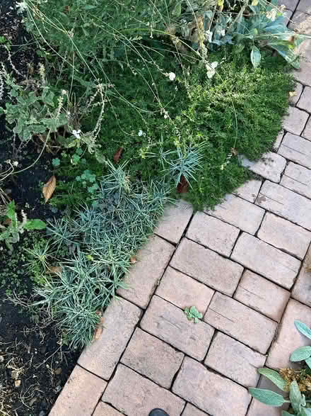 Photo of free herbaceous perennials (SW15) #1