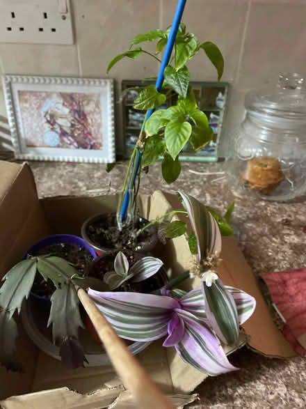 Photo of free Indoor Plants (Chilwell NG9) #1