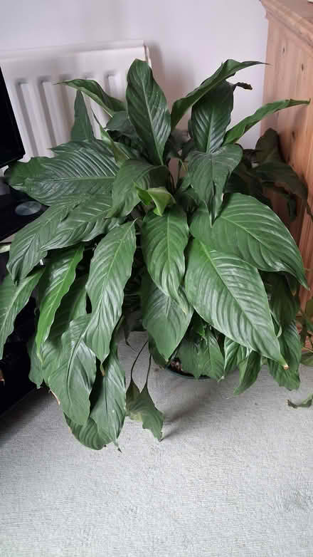 Photo of free Peace Lily (Ringwood BH24) #1