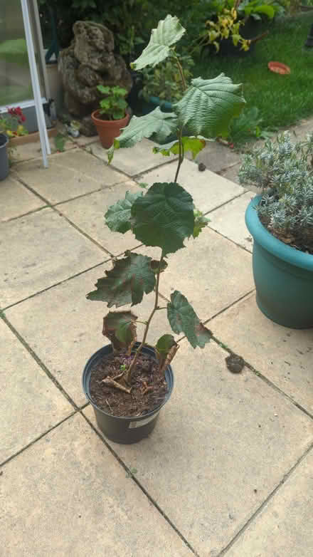 Photo of free Hazel tree (Easthampstead RG12) #1