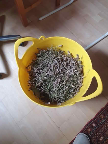 Photo of free Lavender cuttings (flowers) (Lewes, BN7) #1
