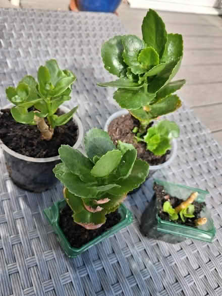 Photo of free Houseplants (Rainham Mark ME8) #3