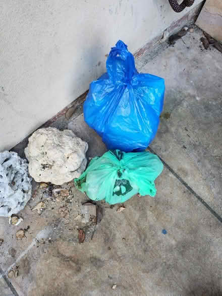 Photo of free Coral stones ornamental (Forest Gate E7) #3