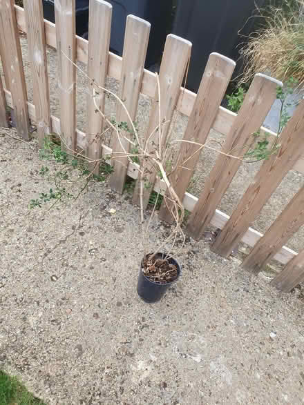 Photo of free Winter Jasmine (Eynsham OX29) #1
