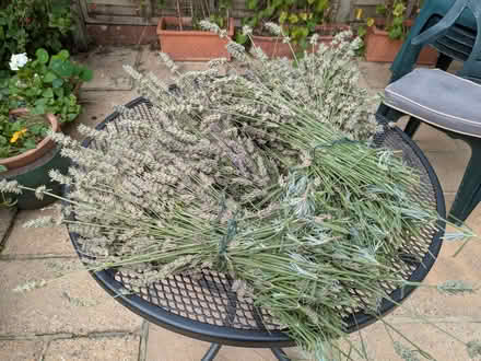 Photo of free lavender (Lindfield RH16) #1